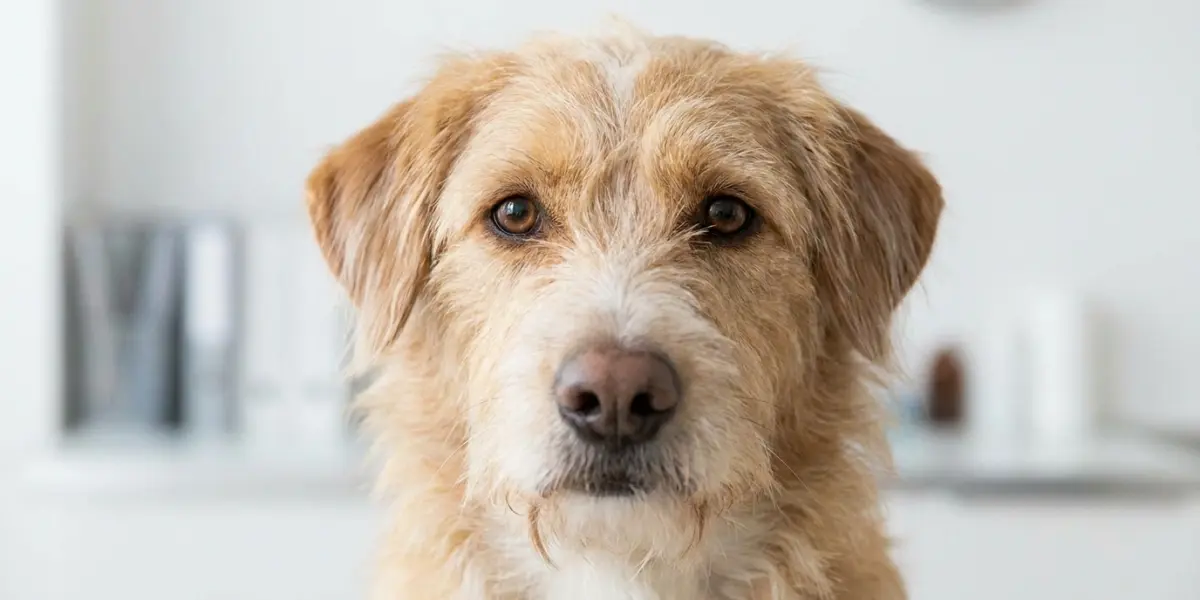 Close-up of a dog face in a clean natural portrait