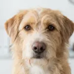 Dog Grooming
