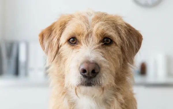 Close-up of a dog face in a clean natural portrait